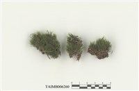 藏品(青毛苔)的圖片